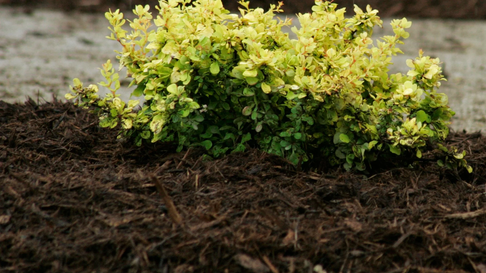 The Secret to Enjoying the Full Benefits of Mulch Is Annual Replenishment!