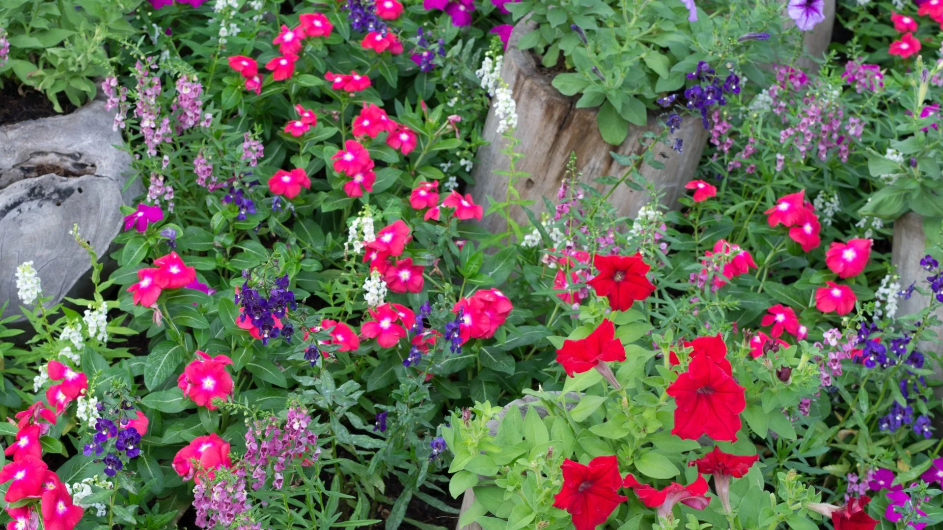 These Spring Annual Flowers Will Bring Your Landscape to Life!